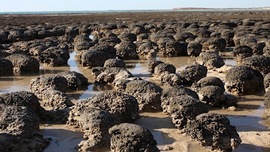 If the sky were red instead of blue, this stromatolite landscape could be a picture of Earth billions of years ago. 
