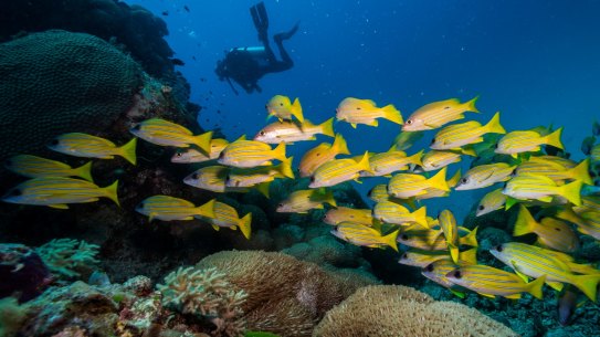 Record high water temperatures coral bleaching in 2016 and 2017.