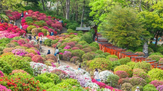 Japanese watching azalea blossom at Nezu-Shrine.