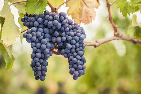 The famously fussy grape variety pinot noir has more clones than most.