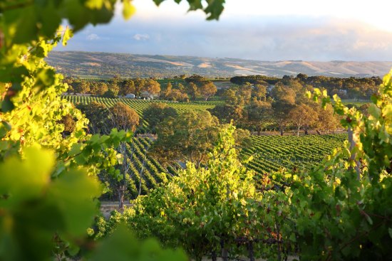 Italian grape varieties such as fiano have taken root in McLaren Vale.