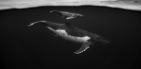 Intimate portraits of the Humpback Whale - Shot on location in Vavau, Tonga.