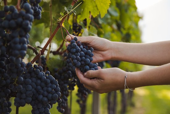 Half the finalists for the 2019 Winemaker of the Year award were women.