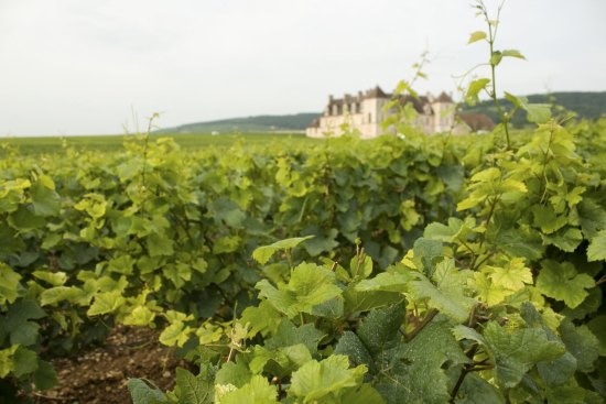 We can't travel to Burgundy right now, but we can always sip the region's wine.