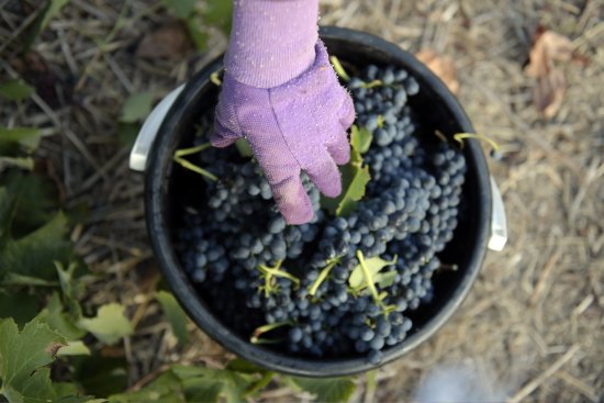 Harvested shiraz grapes at Henschke's Hill of Grace vineyard in Eden Valley, South Australia.