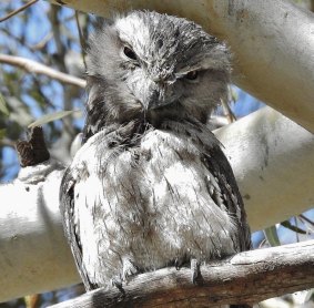 Tawny frogmouth at Tharwa shuns disguise, stares back.