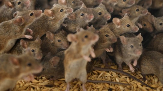 2021 Mice Plague. Coonamble, NSW. Photographs shows Coonamble Broad-acre farmer Jason Hogland on his property several kilometres from town. Jason is pictured at dusk by his wheat storage silos where mice congregate at night. During the day they become marooned in grain storage vessels or trapped where they die from poisoning or drown. They eat through anything including grain, fallen galahs , hay end the electrics of machinery. Masses of dead mice are found  around the silos and throughout the grain and hay storage sheds due to poisoning. Photographs by Dean Sewell/Oculi for the Sun Herald