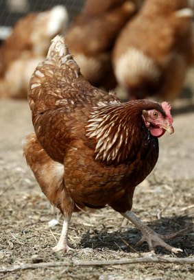 Scratching the surface: Geelong is seen as a key growth area for chicken farms.
