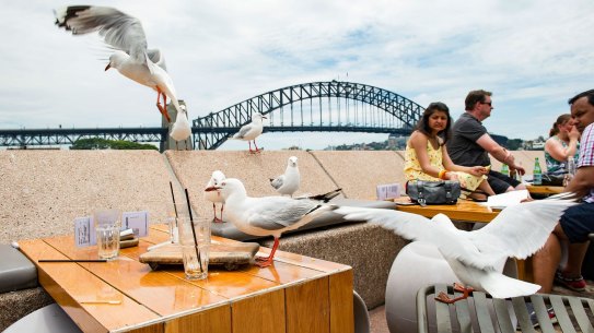 Seagulls pester patrons at Circular Quay. The birds' aggression has prompted calls for a cull.