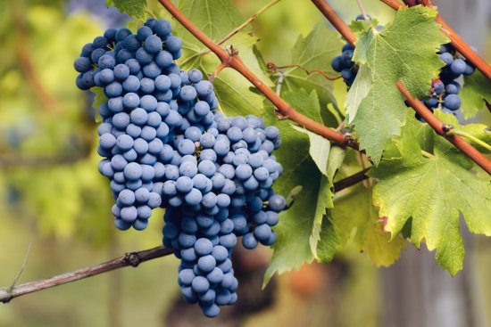 Piedmont's famous red grape, nebbiolo. 