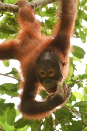 Orangutan habitats are being wiped out because of palm oil production.