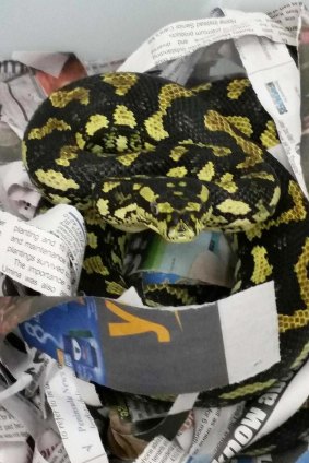 The python named Bread that a man showed passengers on a train heading north to Woy Woy on Wednesday morning. 
