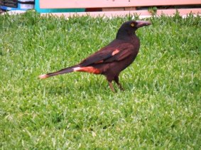 Sanguine: What are we to make of this strangely-coloured O'Connor Currawong?