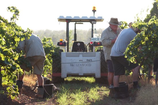 Vintage at Brokenwood vineyard in the Hunter Valley.