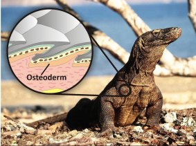 The living Komodo dragon and illustration showing how the osteoderm bone reinforces the scales and acts like body armour.