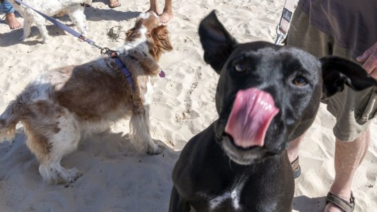 Narrawallee and Mollymook residents gather at Narrawallee beach to walk their dogs. A feud with council is in play over the time share and areas allowed for residents with pooches. SHD NEWS. Narrawallee and Mollymook residents gather at Narrawallee beach to walk their dogs. A feud with council is in play over the time share and areas allowed for residents with pooches.Â  WednesdayÂ 17th February 2021, Mollymook.Â  SMH NEWS Photo:Â LeeÂ Grant