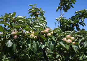 Try a heritage apple tasting tour at Rippon Lea Estate.