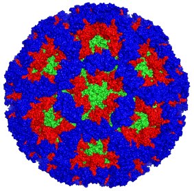 A computer-generated 3D model of norovirus.