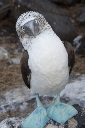 The blue-footed boobie.