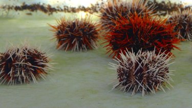 Collector sea urchins have an amazing defence mechanism, scientists have found.