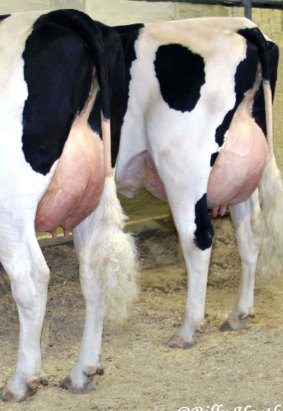 Pull the udder one: concerns over cows.