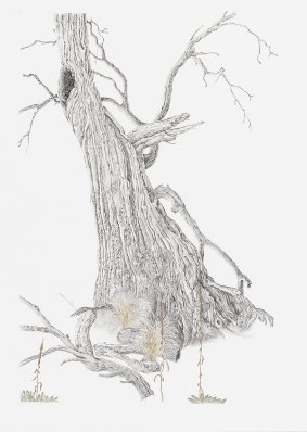 Artist Book Dieback Tree (Graphite and watercolour) by Sharon Field.