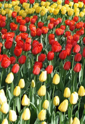 Banks of yellow and red tulips in The Netherlands.
