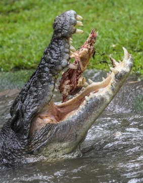 There are 1000 deaths a year from crocodiles.