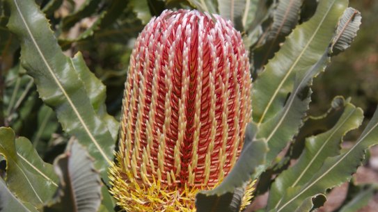 Banksia at Bold Park, one of the areas of remnant woodland. 
