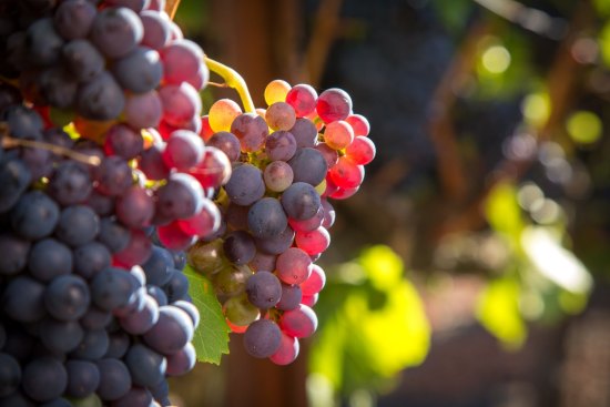 Rhone grape varieties such as grenache have made themselves right at home in Australia.