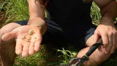 Gold Rush Treasure Map Matches Gold Seams With Public Land In Nsw