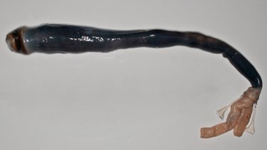 A giant shipworm removed from its tube.