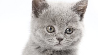 Without the powers of NSW's ICAC, Victoria's IBAC will be a mere kitten, with no effective claws. 