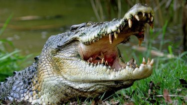 Crocodile numbers seem to have risen in Queensland's north.