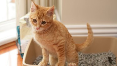Feeling A Wee Bit Angry Brain Parasite Could Have Made You A Cat S Paw