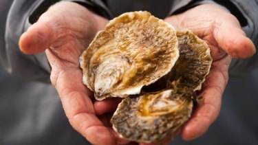 Farmed angasi native oysters from Port Phillip Bay. 