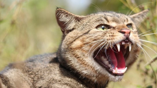Feral cats are considered the single biggest threat to native wildlife.