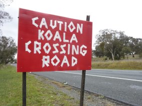 Home-made Koala warning sign on Pialligo Avenue.