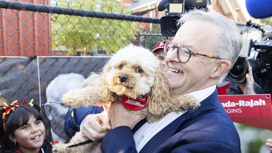 Opposition Leader Anthony Albanese went for some animal magnetism at a polling site at Carnegie Primary School in the Victorian seat of Higgins on Saturday morning. With dog Toto and the rest of his family in tow, Albanese made a final appeal to voters in the marginal seat held by Liberal Katie Allen. After his early start in Melbourne, Albanese was home to NSW by lunchtime to cast his vote.