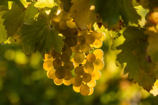Semillon and sauvignon blanc have a long history together.