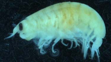 An image of a flesh-eating flea captured at Brighton Beach. 