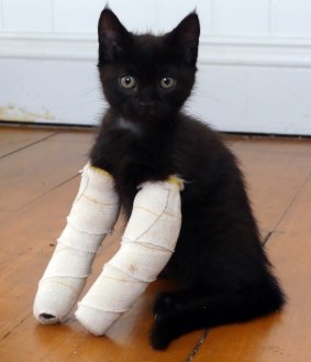 The kittens are expected to stay in their casts until their forelimbs straighten up.