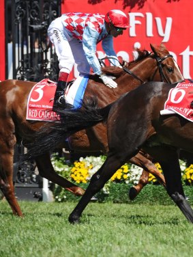 Red Cadeaux finishes second in the 2013 Melbourne Cup.