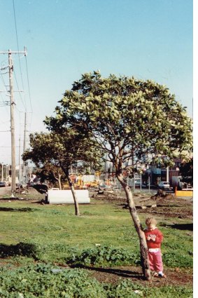 The St Georges Rd median strip in 1991 before it was planted out by VicRoads with new trees. 