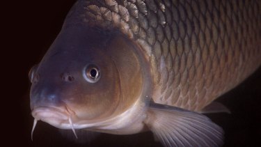 Plans are well advanced to release the carp herpes virus into NSW rivers in 2018.