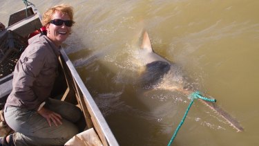 Dr Barbara Wueringer with a sawfish in the waters of the southern Gulf of Carpentaria. The fish are caught for tagging and released. It is illegal to catch the highly endangered species.