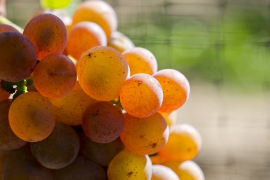 Gerwurztraminer grapes.