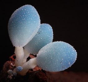 The blue leratiomyces is Steve Axford's favourite fungi and a new species for Australia. It was first discovered on New Caledonia and then on Lord Howe Island.
