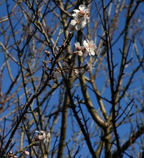 An almond tree blossoming  in the garden at Rushall Park housing community.