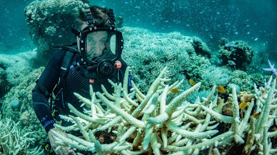 Richard Fitzpatrick examines bleached corals at Vlasoff Reef, north east of Cairns.